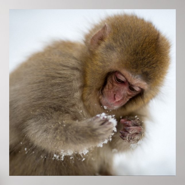 Baby Japanisch Macaque | Schneelaffe Poster (Vorne)