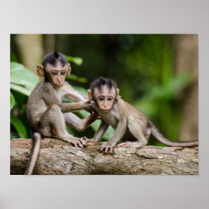 Baby-Javaneraffen spielen auf einem Ast Poster
