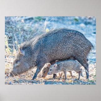 Baby Javelina Schweine und Mutter in Südtexas Poster