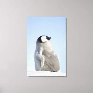 Baby Kaiser Pinguin, Insel Snow Hill Leinwanddruck