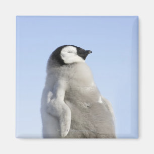 Baby Kaiser Pinguin, Insel Snow Hill Magnet