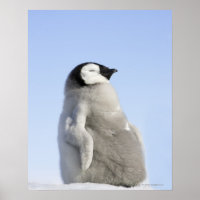 Baby Kaiser Pinguin, Insel Snow Hill