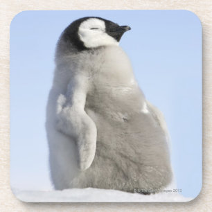 Baby-Kaiser-Pinguin, Schnee-Hügel-Insel Getränkeuntersetzer