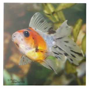 Baby-Kaliko Ryukin Goldfisch-Fliese Fliese