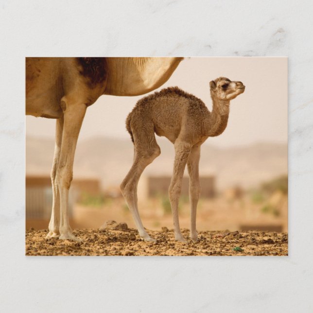 Baby Kamel Postkarte (Vorderseite)