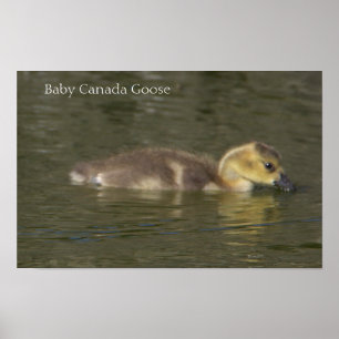 Baby-Kanada-Gans-Fotoplakat Poster
