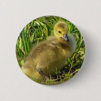 Baby-kanadischer Gans-Knopf 2