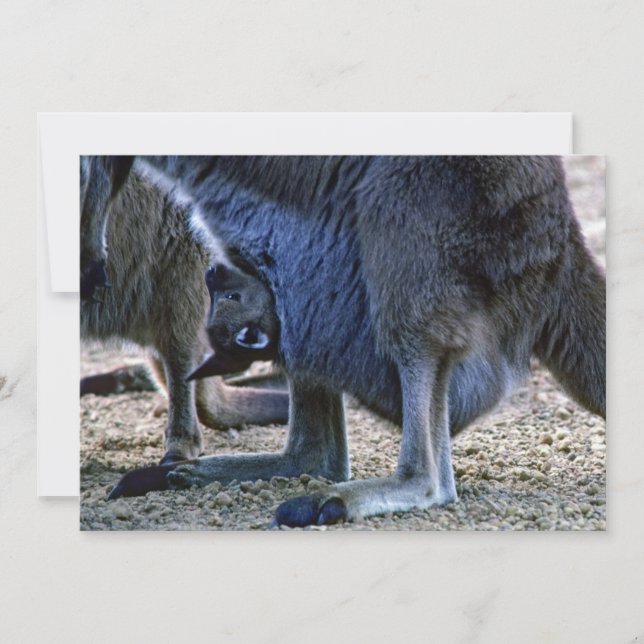 Baby Kangaroo in der Tüte der Mutter - Australien Einladung (Vorderseite)