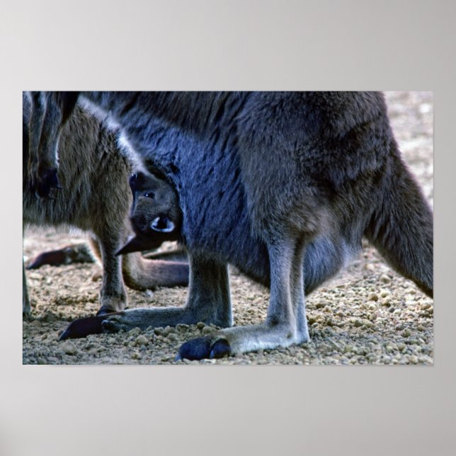 Baby Kangaroo in der Tüte der Mutter - Australien Poster (Vorne)