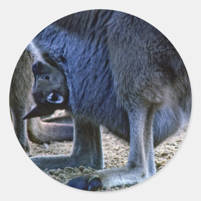 Baby Kangaroo in der Tüte der Mutter - Australien Runder Aufkleber (Vorderseite)