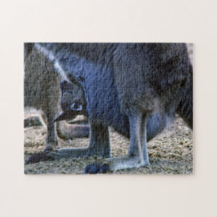 Baby kangaroo in mother's pouch - Australia Puzzle