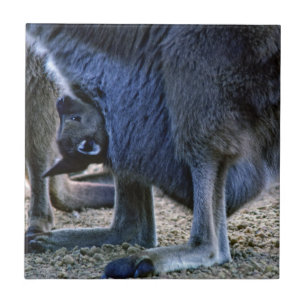 Baby-Känguru im Beutel der Mutter - Australien Fliese
