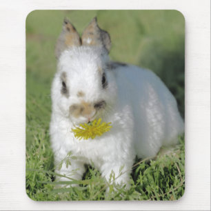 Baby-Kaninchen, das Blume isst Mousepad