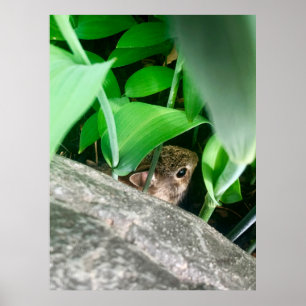 Baby-Kaninchen Poster