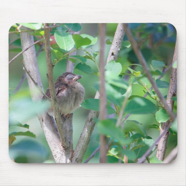 Baby Kardinal Schlafen Mousepad (Vorne)