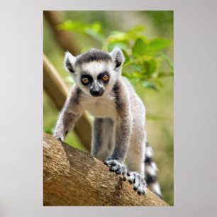 Baby Kattenmaki Poster