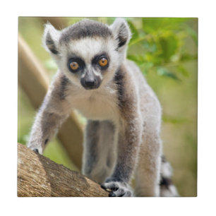 Baby Kattenschwanzmaki Fliese