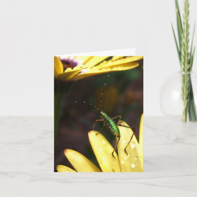 Baby Katydid Sprung der Glauben-Anmerkungs-Karte Karte (Vorderseite)