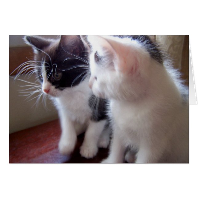 Baby-Kätzchen (Vorderseite (Horizontal))