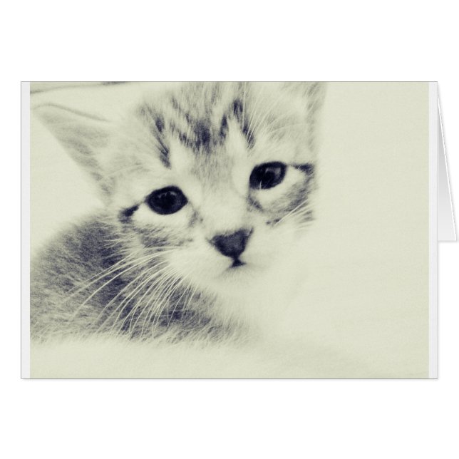 Baby Kittens (Vorderseite (Horizontal))