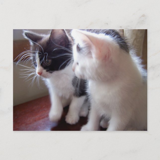 baby kitties Postcard Postkarte (Vorderseite)