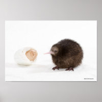 Baby Kiwi Bird aus Egg