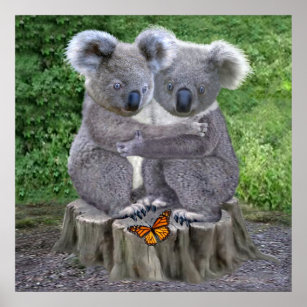 Baby Koala Bear Huggies Poster