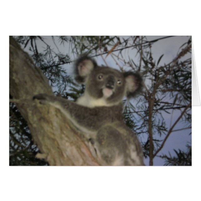 Baby Koala Card (Vorderseite (Horizontal))