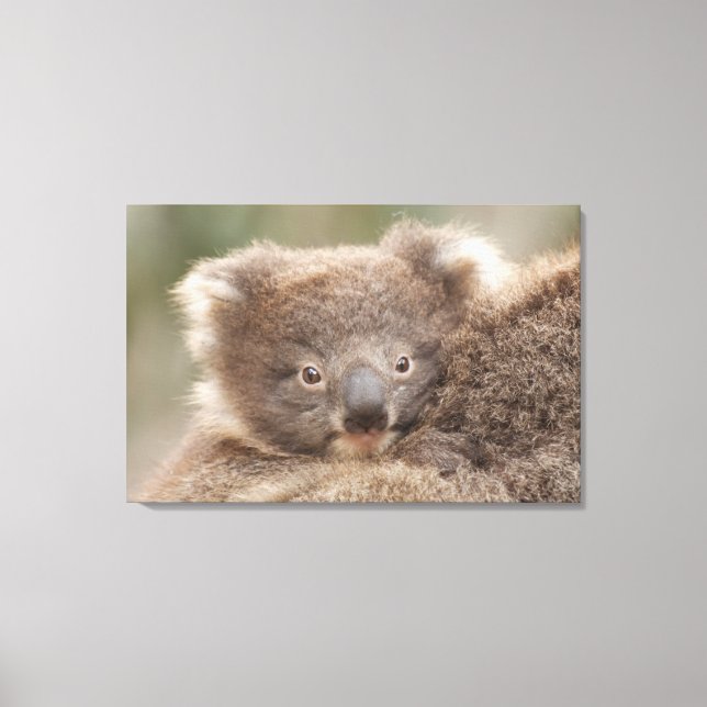 Baby Koala Leinwanddruck (Vorderseite)