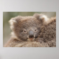 Baby Koala