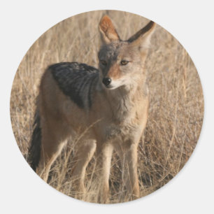 Baby-Kojote-Aufkleber Runder Aufkleber