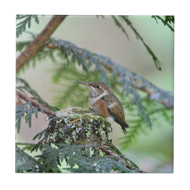 Baby-Kolibri, der heraus seine Zunge haftet Fliese (Vorderseite)