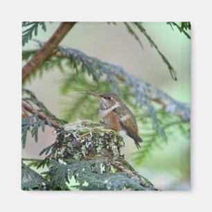 Baby-Kolibri, der heraus seine Zunge haftet Magnet