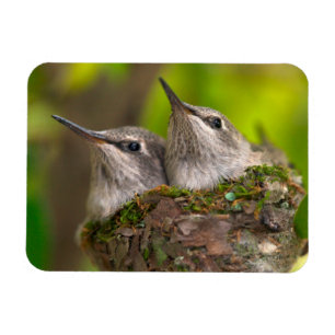 Baby-Kolibris Magnet