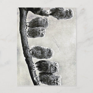 Baby-Kreischeulen-Postkarte Postkarte