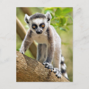 Baby Kringelschwanzmaki Postkarte