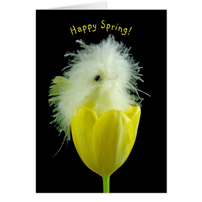 Baby Küken in gelber Tulpe (Vorne)