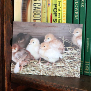 Baby Küken süße Küken landwirtschaftliche Fotograf Feiertagspostkarte