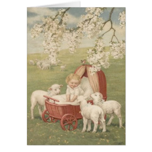 Baby Lamb Dogwood Tree Field (Vorne)