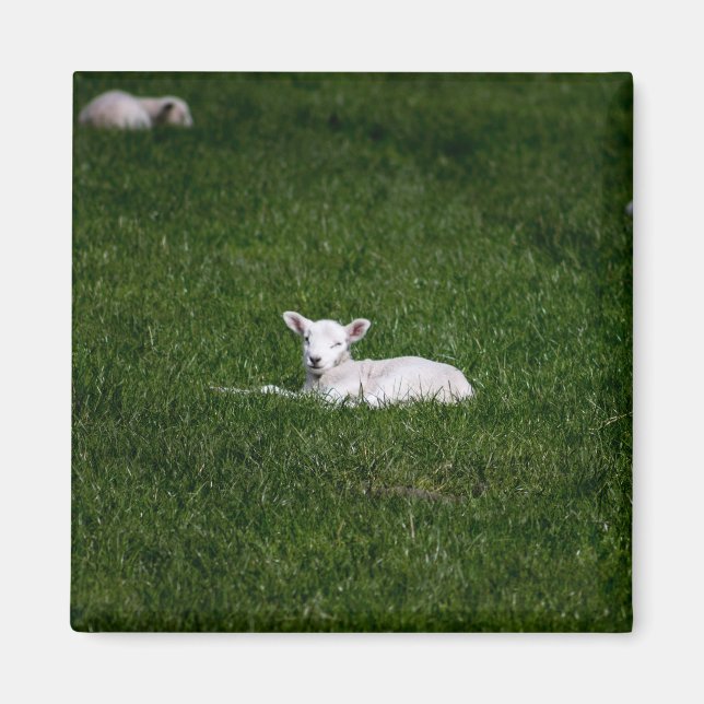 Baby Lamb Magnet (Vorne)
