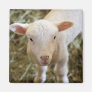 Baby Lamb Magnet