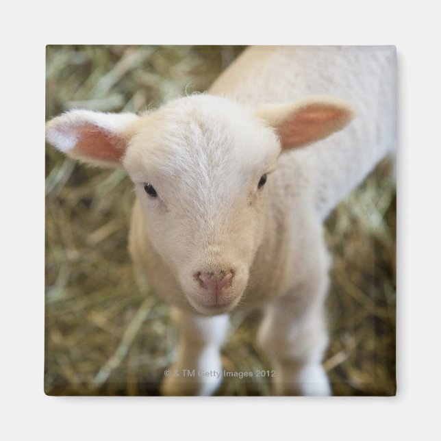 Baby Lamb Magnet (Vorne)
