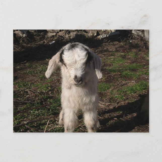 Baby Lamb Postkarte (Vorderseite)