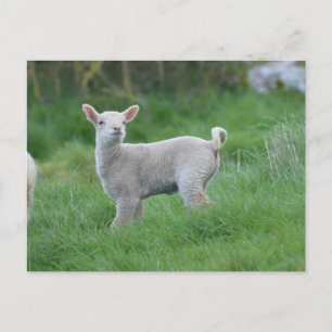 Baby Lamb Postkarte