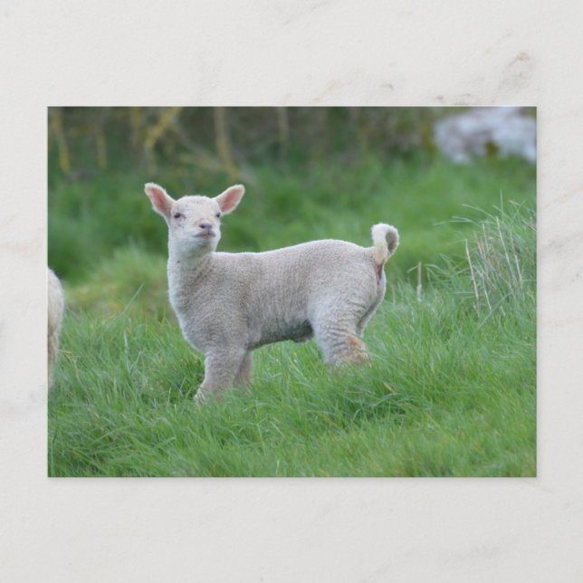 Baby Lamb Postkarte (Vorderseite)