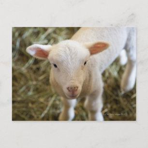 Baby Lamb Postkarte
