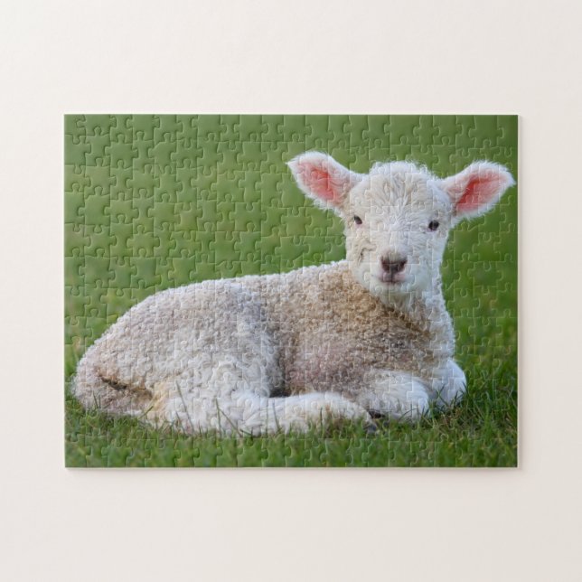Baby Lamb Puzzle (Horizontal)