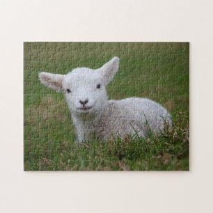 Baby Lamb Puzzle