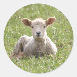Baby Lamb Runder Aufkleber