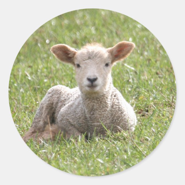 Baby Lamb Runder Aufkleber (Vorderseite)